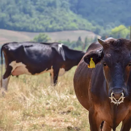 Agriturismo Podere Le Tombe Country house *